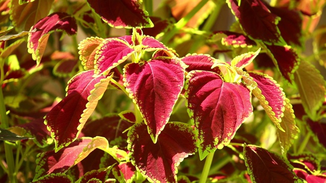 彩叶植物阳光明媚的花园景色视频素材