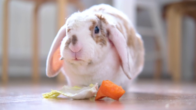 垂耳红色和白色的兔子兔子在家里咀嚼绿叶和胡萝卜-动物食物和宠物的概念视频素材