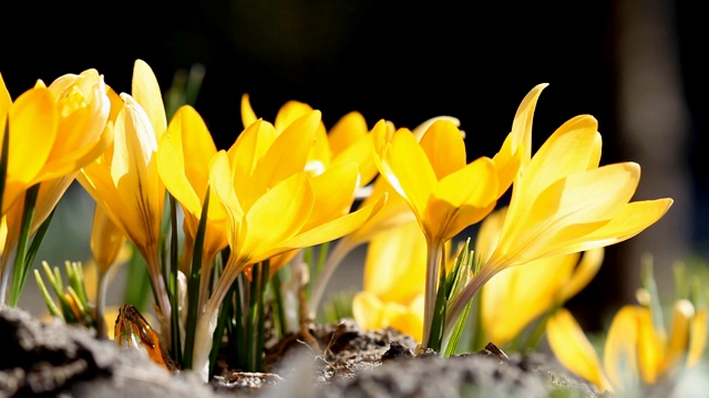 黄色的番红花在春天开放视频素材