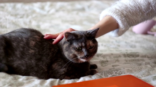 一个小女孩抚摸着躺在床上的一只灰猫。一个年轻美丽的女孩爱抚着她心爱的猫。视频素材