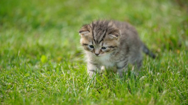 小猫咪在绿色的草地上视频素材