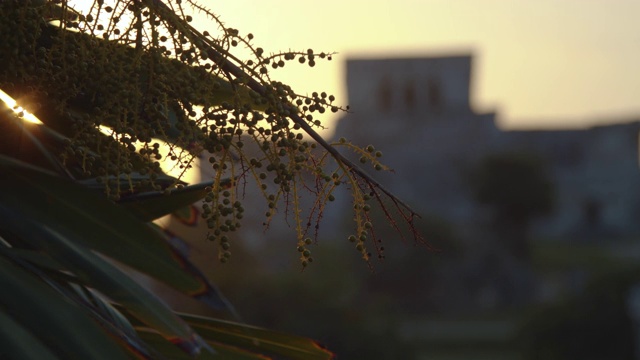 图卢姆玛雅废墟散焦。热带树木集中在前景，El Castillo神庙建筑在散焦的背景。墨西哥金塔纳罗奥州视频素材