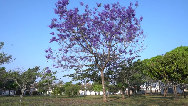 含羞花蓝花楹是一种亚热带树种，原产于南美洲中南部。视频素材