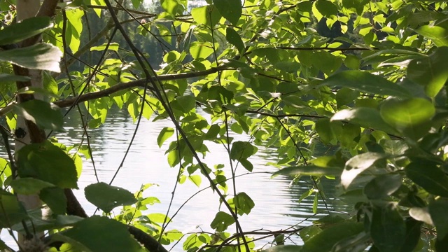 在一个阳光明媚的夏天，阳光反射在绿叶上，以湖水为背景视频下载