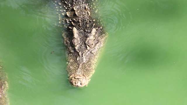 暹罗淡水鳄鱼在水中，该物种是极度濒危的，已经从许多地区灭绝。特写暹罗淡水皮肤的纹理。视频素材