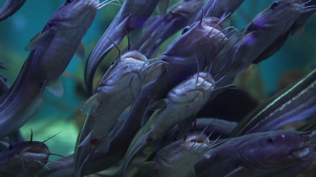 一群在水族缸中游泳的鲶鱼。鲶鱼是最好的食物和美味的海鲜。视频素材