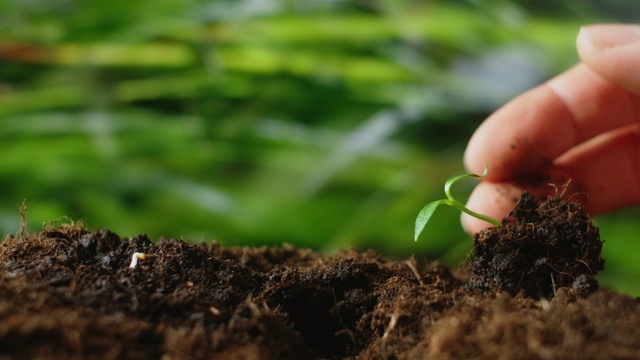 农业生态农业。世界土壤日概念:男性农民用双手种植芽用绿叶种子树用土壤模糊农业田野背景的生活方式。男农民在田里干活视频素材