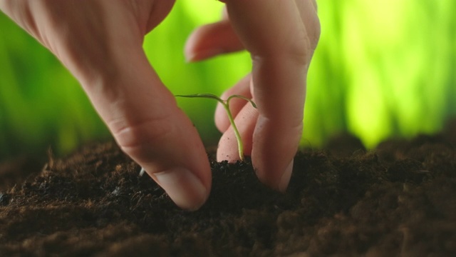 男人用手在地里种了一株小辣椒。种植辣椒幼苗。在地上挖个洞种辣椒。人们正用手把秧苗插到地里晾干视频素材