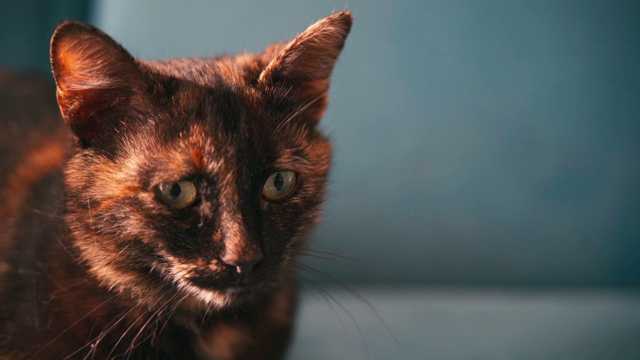 一个美丽的混合颜色的猫的肖像。视频素材