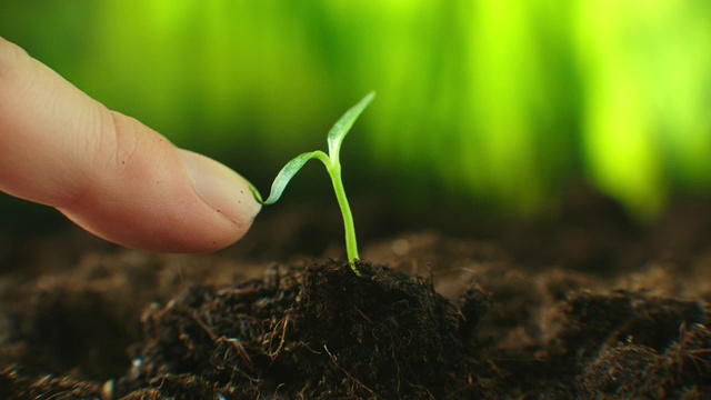 农业生态农业。世界土壤日概念:男性农民用双手种植芽用绿叶种子树用土壤模糊农业田野背景的生活方式。男农民在田里干活视频素材