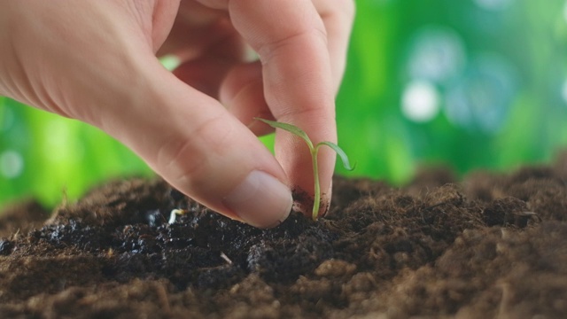 农业生态农业。世界土壤日概念:男性农民用双手种植芽用绿叶种子树用土壤模糊农业田野背景的生活方式。男农民在田里干活视频素材