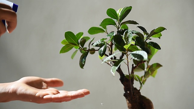 花匠在阳光下的小盆景树上喷水视频素材