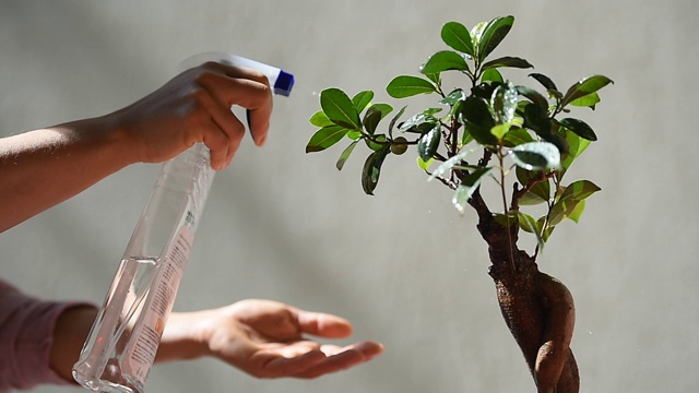 花匠在阳光下的小盆景树上喷水视频素材