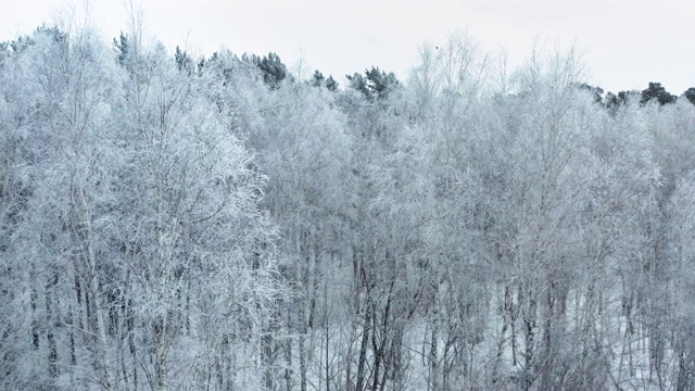 冬天多云的早晨，森林里结霜的树木。视频下载