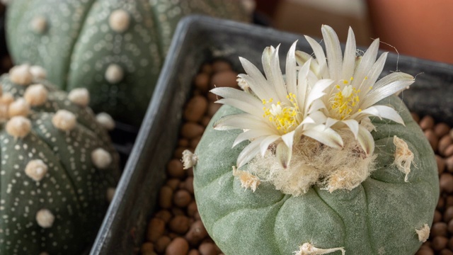 仙人掌花名为“lophophora koehresii”，以日出为自然背景，随着时间流逝，以白色绽放视频下载