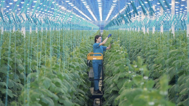 女雇员在温室里种植植物视频素材