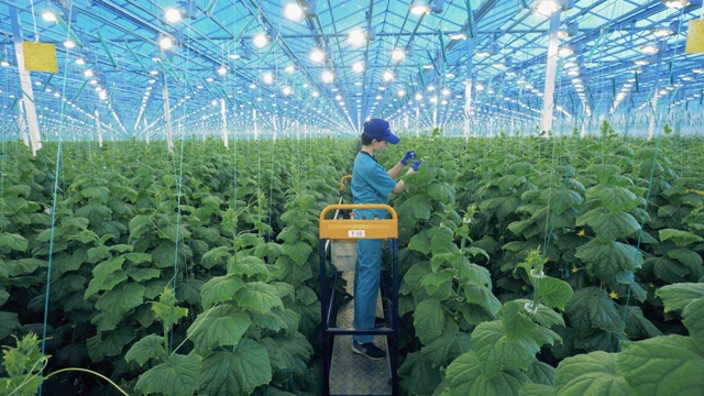 一位妇女正在种植绿色植物，站在它们中间视频素材