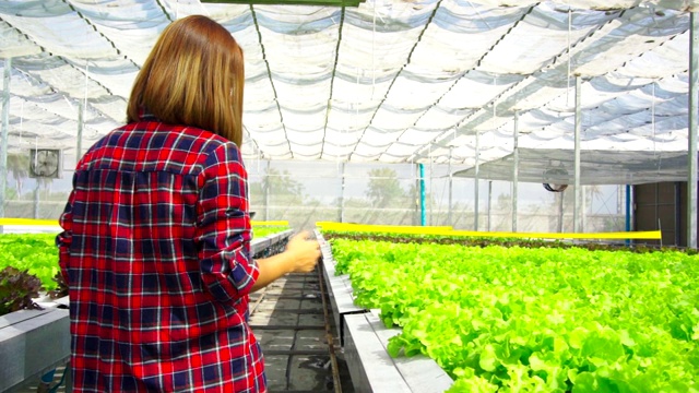 亚洲女农民漫步探索种植在农场的蔬菜。未来的蔬菜农场，没有转基因的新鲜清洁产品视频下载