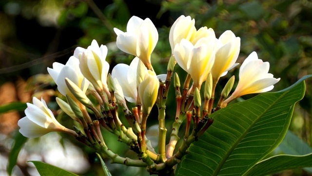 白色的花朵plumeria视频素材