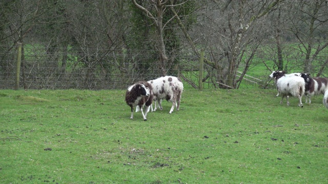 雅各布绵羊，英国康沃尔农场的小羊羔和母羊视频下载