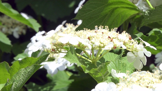 春天给花授粉的蜂虫视频素材