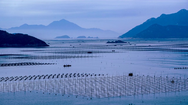 延时拍摄:中国福建霞浦的海藻养殖。视频素材