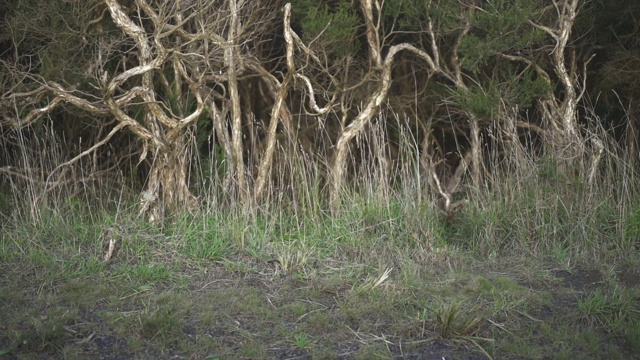 小袋鼠(wallabia bicolor)跳进茶树灌木丛视频素材