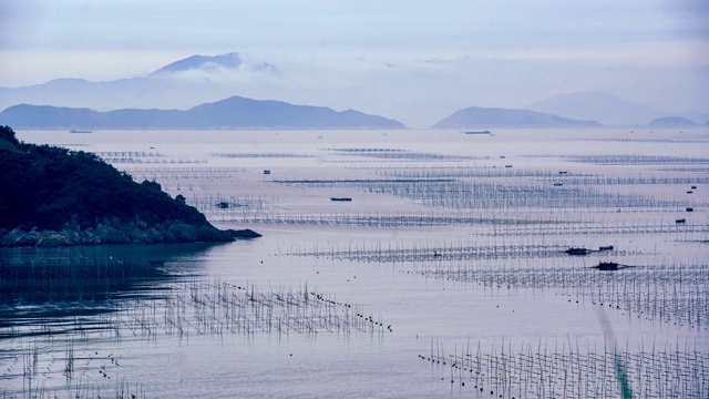 延时拍摄:中国福建霞浦的海藻养殖。视频素材