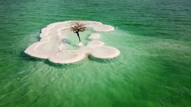 在阳光明媚的日子里，无人机在死海上空拍摄绿松石盐湖的枯树视频素材