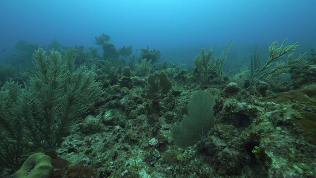 海底鱼类和植物的慢镜头，海洋生物的观点-伯利兹城，伯利兹视频素材