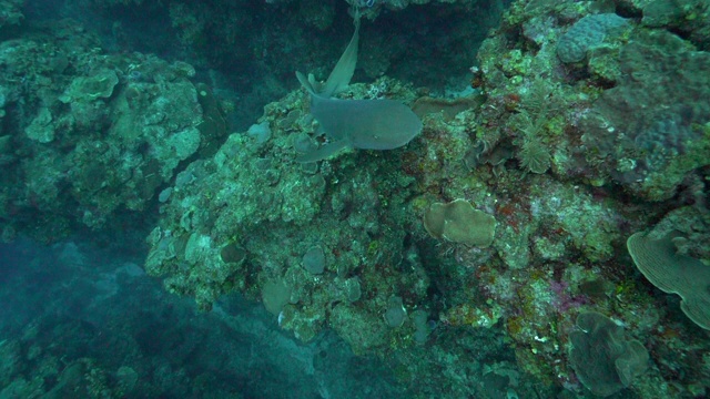 大鱼在深海珊瑚旁游动的慢动作，海洋生物的观点-伯利兹城，伯利兹视频素材