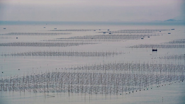 延时拍摄:中国福建霞浦的海藻养殖。视频素材