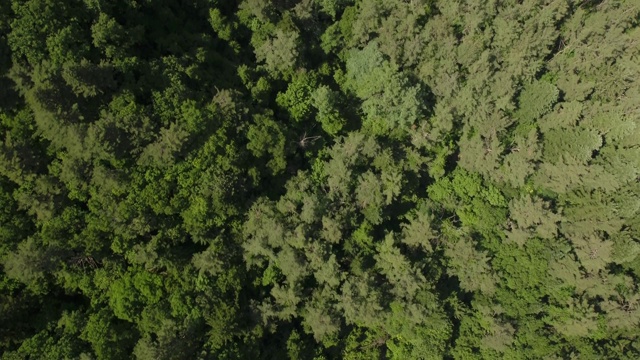 在荻田山森林/江原道，韩国视频素材