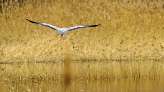 慢镜头:鸟-苍鹭(Ardea cinerea)飞过湖面在一个多云的春日。视频素材