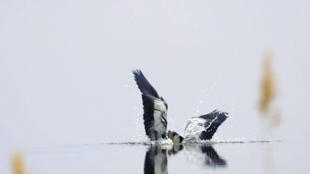 慢镜头:鸟-苍鹭(Ardea cinerea)飞过湖面在一个多云的春日。视频素材