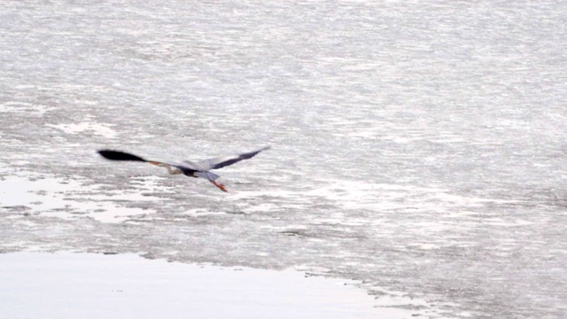 慢镜头:鸟-苍鹭(Ardea cinerea)飞过湖面在一个多云的春日。视频素材