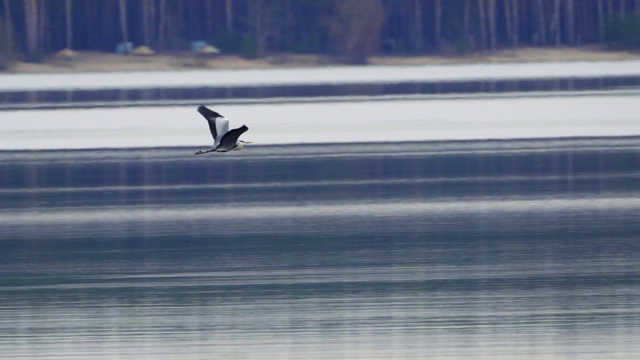 慢镜头:鸟-苍鹭(Ardea cinerea)飞过湖面在一个多云的春日。视频素材