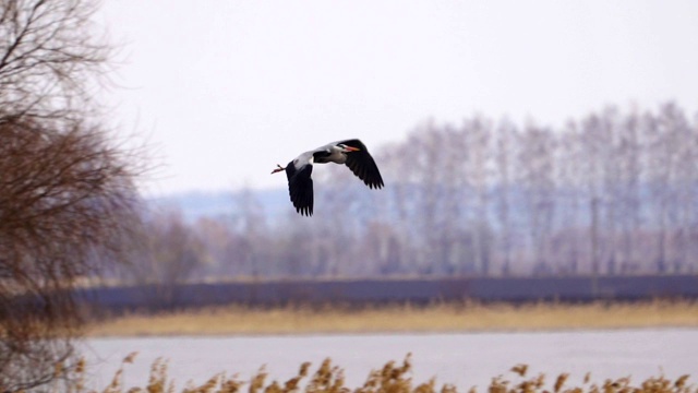 慢镜头:鸟-苍鹭(Ardea cinerea)飞过湖面在一个多云的春日。视频素材