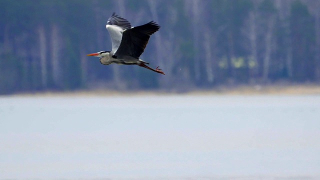 慢镜头:鸟-苍鹭(Ardea cinerea)飞过湖面在一个多云的春日。视频素材