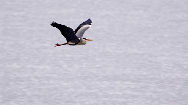 慢镜头:鸟-苍鹭(Ardea cinerea)飞过湖面在一个多云的春日。视频素材