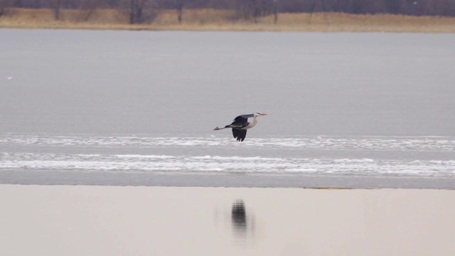 慢镜头:鸟-苍鹭(Ardea cinerea)飞过湖面在一个多云的春日。视频素材