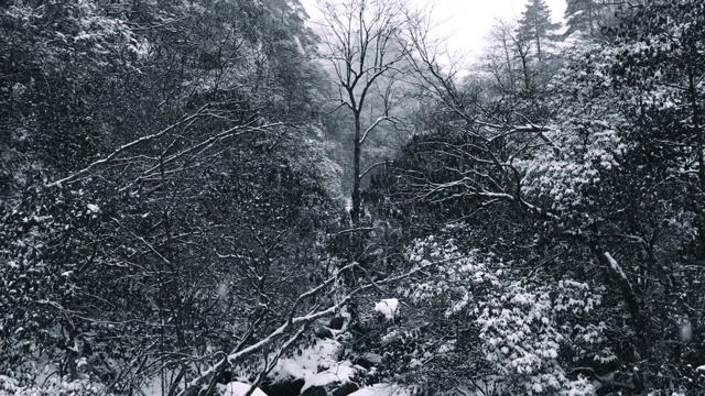 黄山罕见降雪，是联合国教科文组织世界遗产，冬季大雪景区视频素材