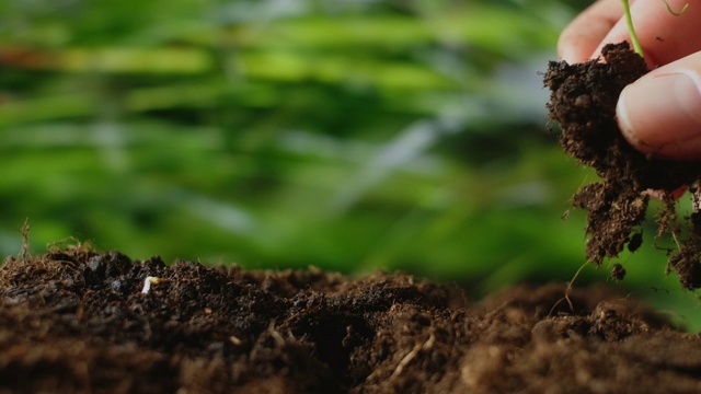 用手把种子播种到土壤中。农民专家手在种植蔬菜种子或秧苗前检查土壤健康。园艺技术，农业概念视频素材