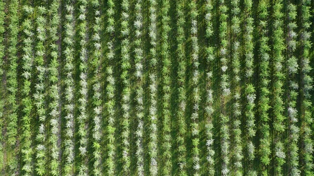 空中的大花苹果果园，那里的树种植成行视频素材