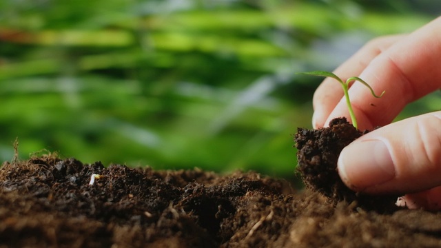 用手把种子播种到土壤中。农民专家手在种植蔬菜种子或秧苗前检查土壤健康。园艺技术，农业概念视频素材