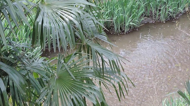 日本。4月的开始。樱花的终点。樱花的花瓣漂浮在水面上。视频素材