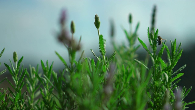 蜜蜂在春天的薰衣草花上视频素材