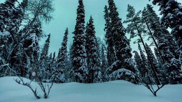 拉普兰白雪覆盖的森林上空的北极光视频素材