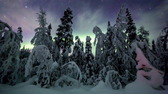 拉普兰白雪覆盖的森林上空的北极光视频素材