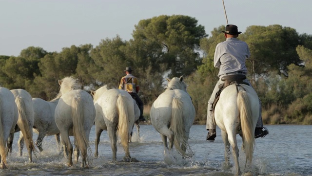 在阳光明媚的日子里，牧人在海上放牧的remuda的后视图- Camargue，法国视频素材